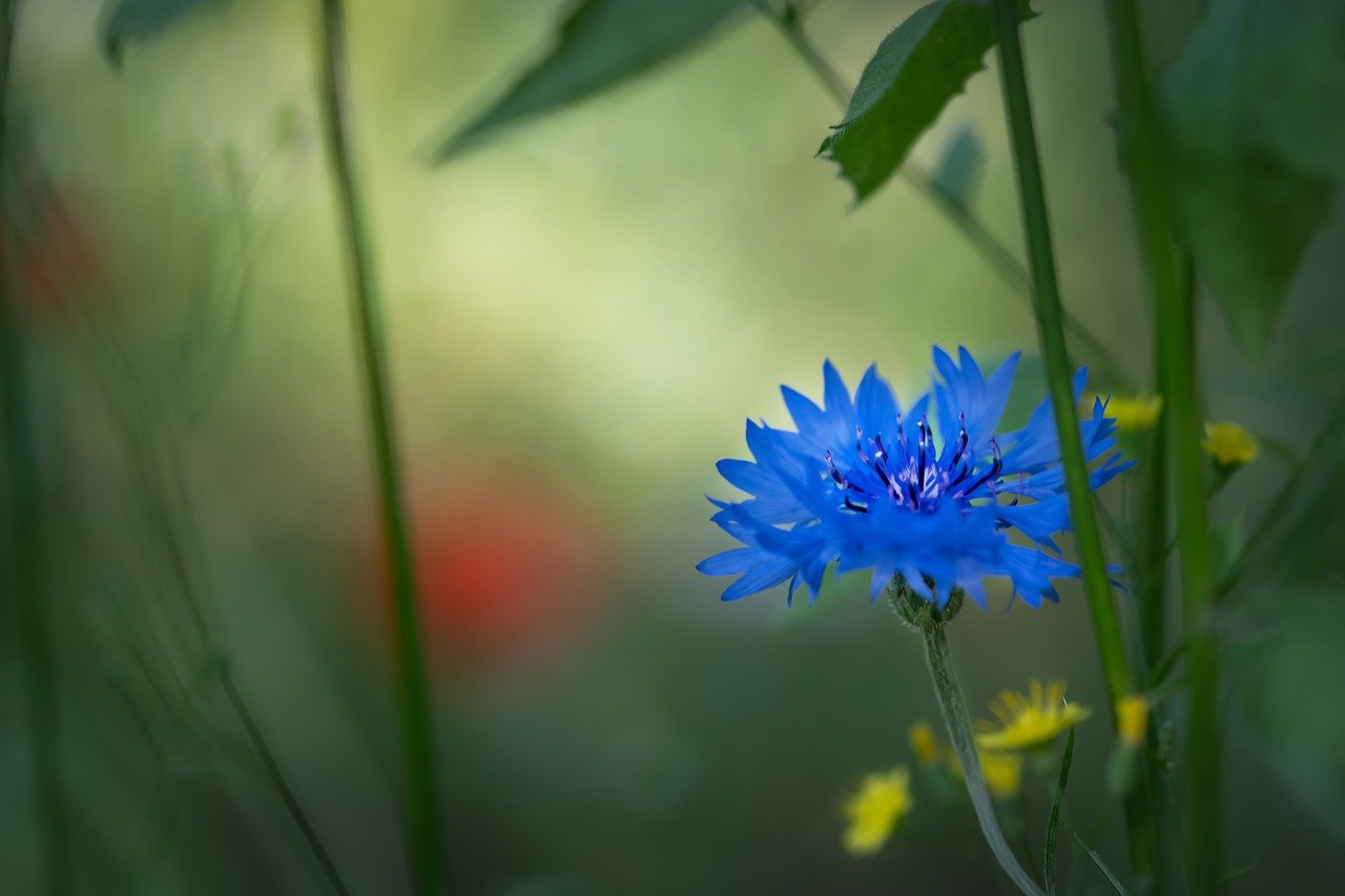 cornflower, flower, blue flower-6373897.jpg
